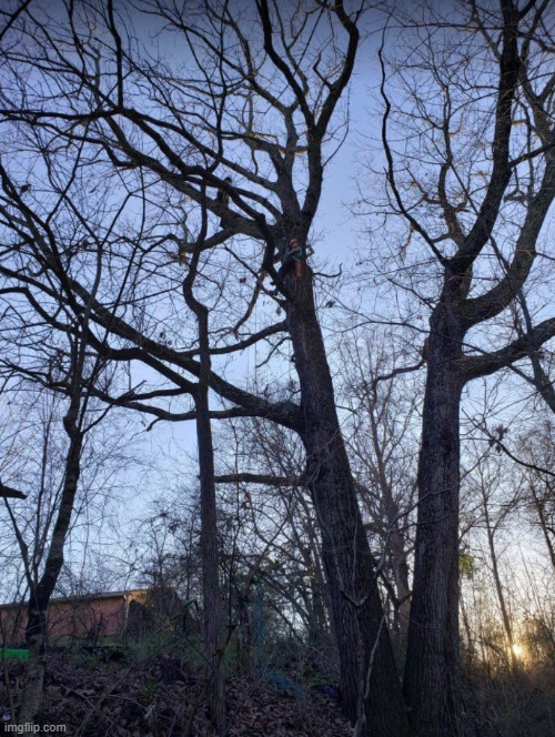 im up there somewhere | image tagged in tree climbing,trees,my own pic | made w/ Imgflip meme maker