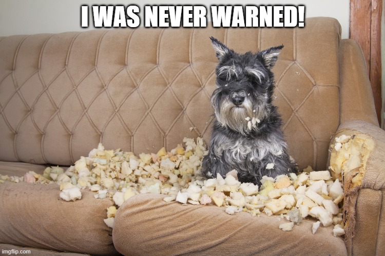 Terror Puppy | I WAS NEVER WARNED! | image tagged in scottish terrier,cute puppy | made w/ Imgflip meme maker