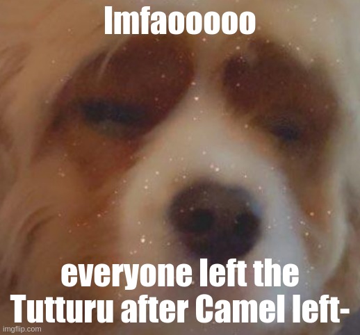 i mean so did i but like- | lmfaooooo; everyone left the Tutturu after Camel left- | image tagged in narwhal doge | made w/ Imgflip meme maker