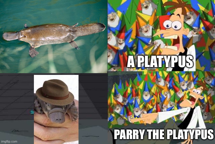platypus baby meme