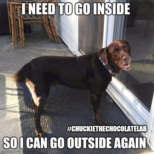 I need to go inside, so I can go outside again | #CHUCKIETHECHOCOLATELAB | image tagged in chuckie the chocolate lab,dogs,funny,memes,cute | made w/ Imgflip meme maker
