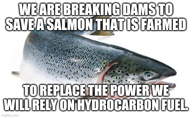 salmon | WE ARE BREAKING DAMS TO SAVE A SALMON THAT IS FARMED TO REPLACE THE POWER WE WILL RELY ON HYDROCARBON FUEL. | image tagged in salmon | made w/ Imgflip meme maker