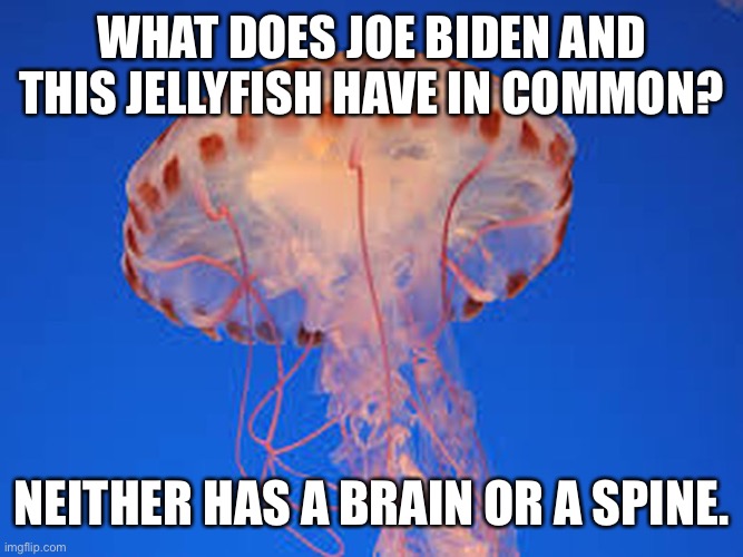 jellyfish | WHAT DOES JOE BIDEN AND THIS JELLYFISH HAVE IN COMMON? NEITHER HAS A BRAIN OR A SPINE. | image tagged in jellyfish | made w/ Imgflip meme maker