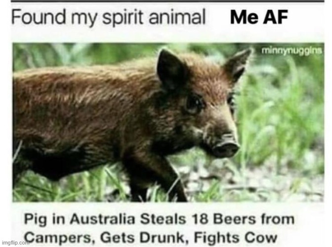 drunk pig | image tagged in pig | made w/ Imgflip meme maker