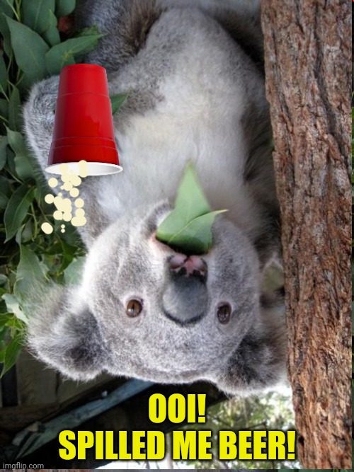 Australia problems | OOI! SPILLED ME BEER! | image tagged in meanwhile in australia,hold my beer,problems,surprised koala | made w/ Imgflip meme maker