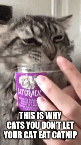 This is why you don't feed your cat catnip - Imgflip
