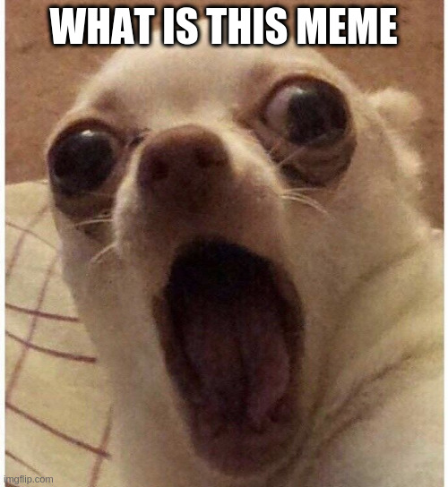 Wut da heckin heck | WHAT IS THIS MEME | image tagged in wut da heckin heck | made w/ Imgflip meme maker