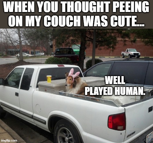 WHEN YOU THOUGHT PEEING ON MY COUCH WAS CUTE... WELL PLAYED HUMAN. | image tagged in easter,funny,well played | made w/ Imgflip meme maker