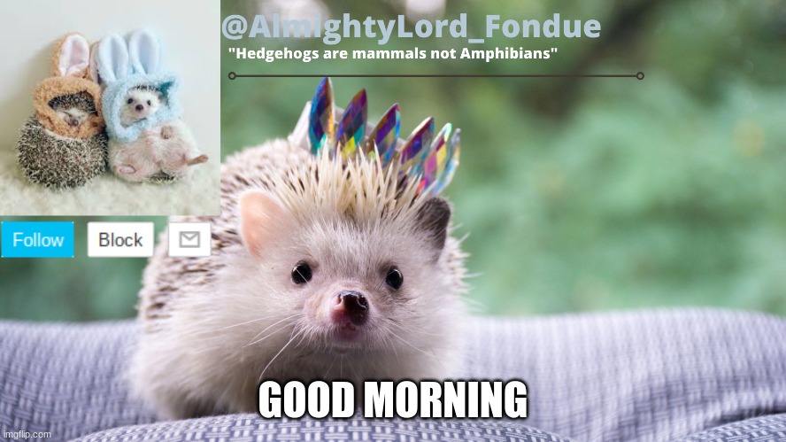 Fondue hedgehog temp | GOOD MORNING | image tagged in fondue hedgehog temp | made w/ Imgflip meme maker