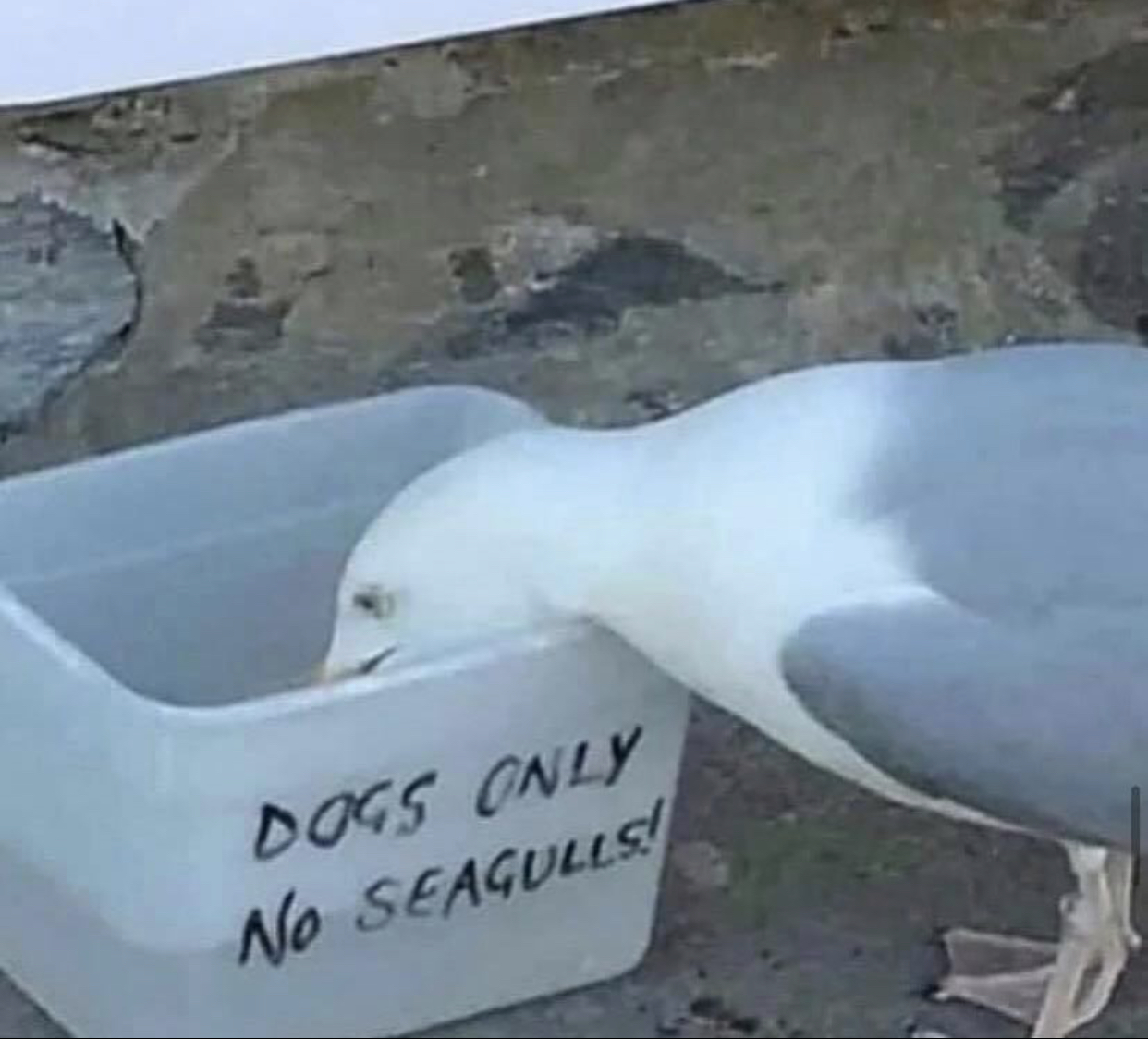 High Quality Dogs Only No Seagulls Blank Meme Template