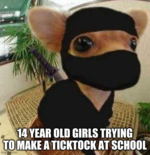 Tiktok Dog | 14 YEAR OLD GIRLS TRYING TO MAKE A TICKTOCK AT SCHOOL | image tagged in dog | made w/ Imgflip meme maker