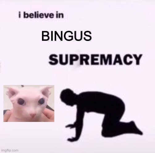 Bingus | BINGUS | image tagged in i believe in supremacy,cat,meow,oh wow are you actually reading these tags | made w/ Imgflip meme maker