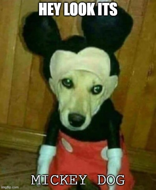 mickey dog | HEY LOOK ITS; MICKEY DOG | image tagged in woof | made w/ Imgflip meme maker