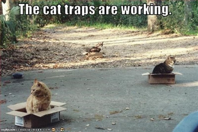 LOL | image tagged in cats,the traps are working,funny,lol | made w/ Imgflip meme maker
