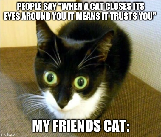 PEOPLE SAY "WHEN A CAT CLOSES ITS EYES AROUND YOU IT MEANS IT TRUSTS YOU"; MY FRIENDS CAT: | image tagged in funny,cats,lol | made w/ Imgflip meme maker