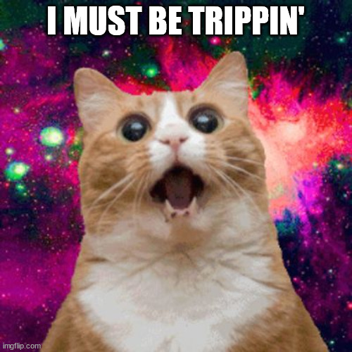 Kitties be trippin | I MUST BE TRIPPIN' | image tagged in kitties be trippin | made w/ Imgflip meme maker