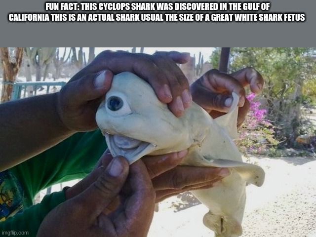 FUN FACT: THIS CYCLOPS SHARK WAS DISCOVERED IN THE GULF OF CALIFORNIA THIS IS AN ACTUAL SHARK USUAL THE SIZE OF A GREAT WHITE SHARK FETUS | image tagged in fun fact | made w/ Imgflip meme maker