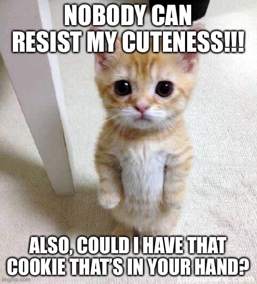 Cute Cat | NOBODY CAN RESIST MY CUTENESS!!! ALSO, COULD I HAVE THAT COOKIE THAT’S IN YOUR HAND? | image tagged in memes,cute cat | made w/ Imgflip meme maker