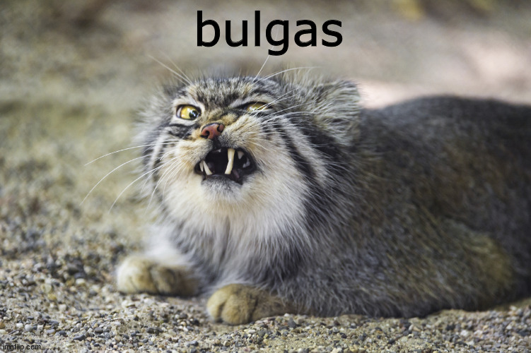 bulgas | bulgas | image tagged in pallas cat,cat,floppaverse | made w/ Imgflip meme maker