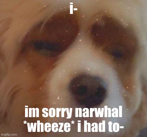 lmfao- | i-; im sorry narwhal *wheeze* i had to- | image tagged in narwhal doge | made w/ Imgflip meme maker