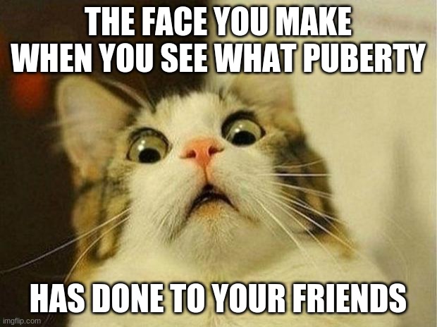 AEIN! | THE FACE YOU MAKE WHEN YOU SEE WHAT PUBERTY; HAS DONE TO YOUR FRIENDS | image tagged in memes,scared cat | made w/ Imgflip meme maker