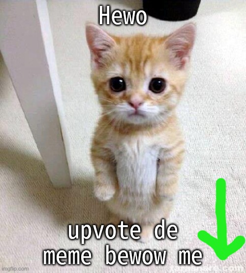 I kitty | Hewo; upvote de meme bewow me | image tagged in memes,cute cat | made w/ Imgflip meme maker