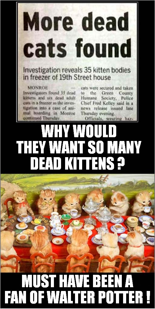 Kitten Taxidermy ? | WHY WOULD THEY WANT SO MANY DEAD KITTENS ? MUST HAVE BEEN A FAN OF WALTER POTTER ! | image tagged in taxidermy,kittens,dark humour | made w/ Imgflip meme maker