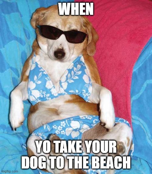 beach dog | WHEN; YO TAKE YOUR DOG TO THE BEACH | image tagged in beach body,fat dog | made w/ Imgflip meme maker