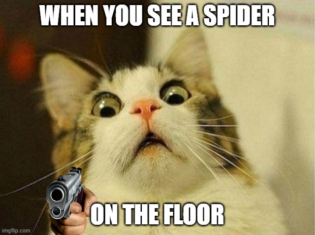 SpIdEr! | WHEN YOU SEE A SPIDER; ON THE FLOOR | image tagged in memes,scared cat | made w/ Imgflip meme maker