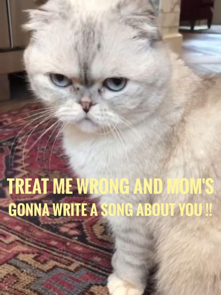 Taylor Swift's cat Blank Meme Template