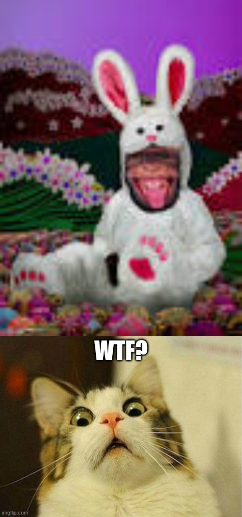 Dead body reported | WTF? | image tagged in memes,scared cat,monke | made w/ Imgflip meme maker
