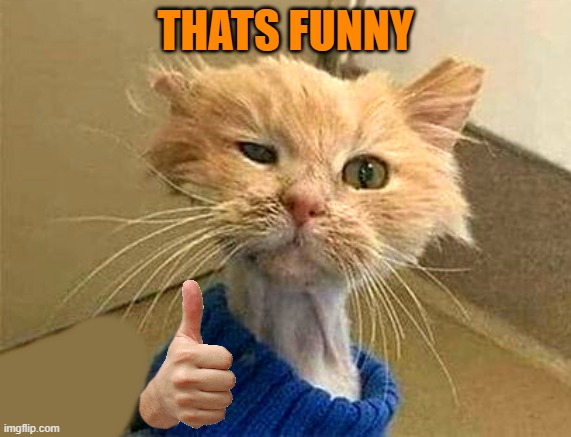 THATS FUNNY | image tagged in wtf-cat | made w/ Imgflip meme maker