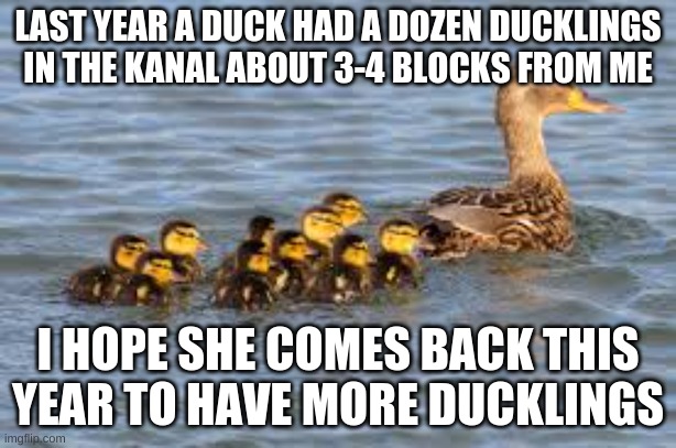 LAST YEAR A DUCK HAD A DOZEN DUCKLINGS IN THE KANAL ABOUT 3-4 BLOCKS FROM ME; I HOPE SHE COMES BACK THIS YEAR TO HAVE MORE DUCKLINGS | made w/ Imgflip meme maker