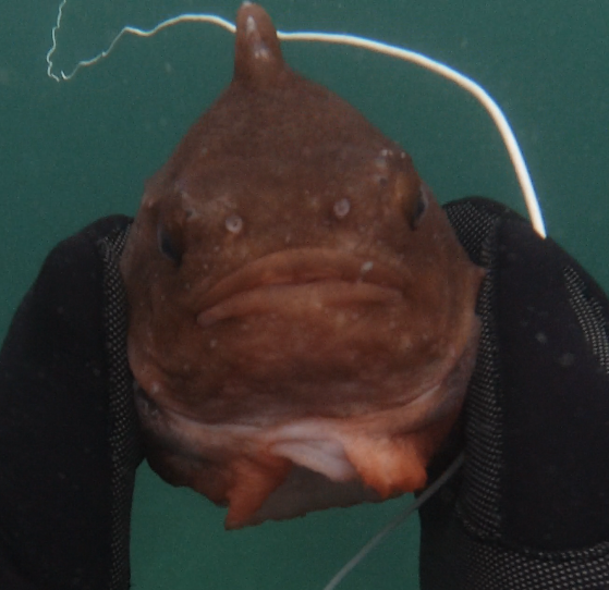 Lumpfish kiss Blank Meme Template