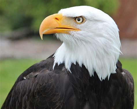 High Quality Eagle Blank Meme Template