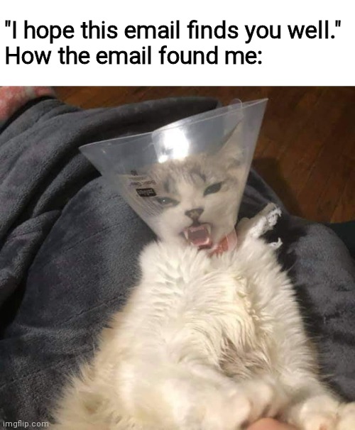 I hope this email finds you well | "I hope this email finds you well."
How the email found me: | image tagged in email,cats,how the email found me | made w/ Imgflip meme maker