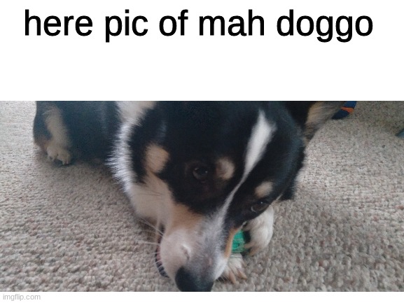 mah doggo | here pic of mah doggo | image tagged in doggo,cute,nom nom nom | made w/ Imgflip meme maker