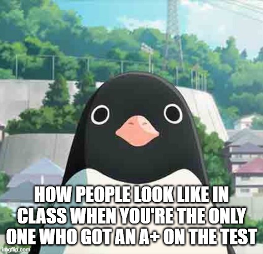Penguin highway stare | HOW PEOPLE LOOK LIKE IN CLASS WHEN YOU'RE THE ONLY ONE WHO GOT AN A+ ON THE TEST | image tagged in penguin highway stare | made w/ Imgflip meme maker