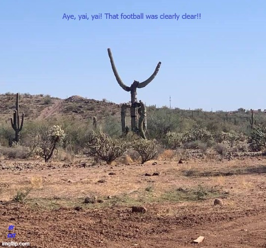 dr
cct | image tagged in cactus,football | made w/ Imgflip meme maker