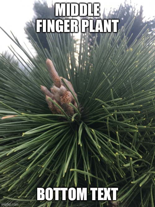 MIDDLE FINGER PLANT; BOTTOM TEXT | made w/ Imgflip meme maker