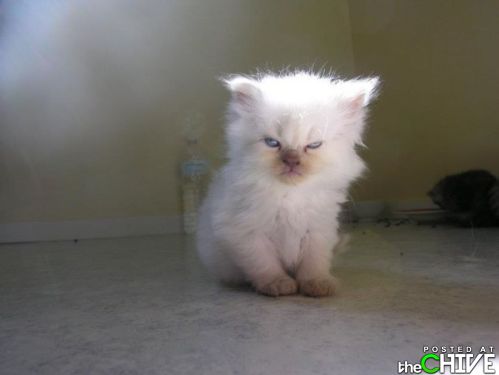 image tagged in cats,animals,kittens