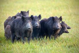 Feral Hogs Blank Meme Template