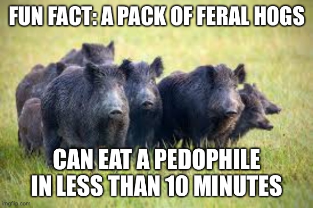 Feral Hogs | FUN FACT: A PACK OF FERAL HOGS; CAN EAT A PEDOPHILE IN LESS THAN 10 MINUTES | image tagged in feral hogs,pedophiles | made w/ Imgflip meme maker