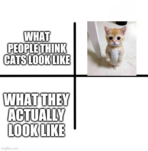They are 3 good 5 you | WHAT PEOPLE THINK CATS LOOK LIKE; WHAT THEY ACTUALLY LOOK LIKE | image tagged in memes,blank starter pack | made w/ Imgflip meme maker