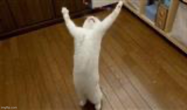Praise the Lord cat | image tagged in praise the lord cat | made w/ Imgflip meme maker