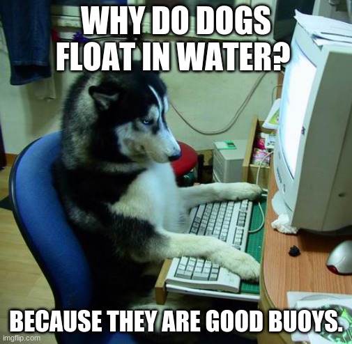 I Have No Idea What I Am Doing Meme | WHY DO DOGS FLOAT IN WATER? BECAUSE THEY ARE GOOD BUOYS. | image tagged in memes,i have no idea what i am doing | made w/ Imgflip meme maker
