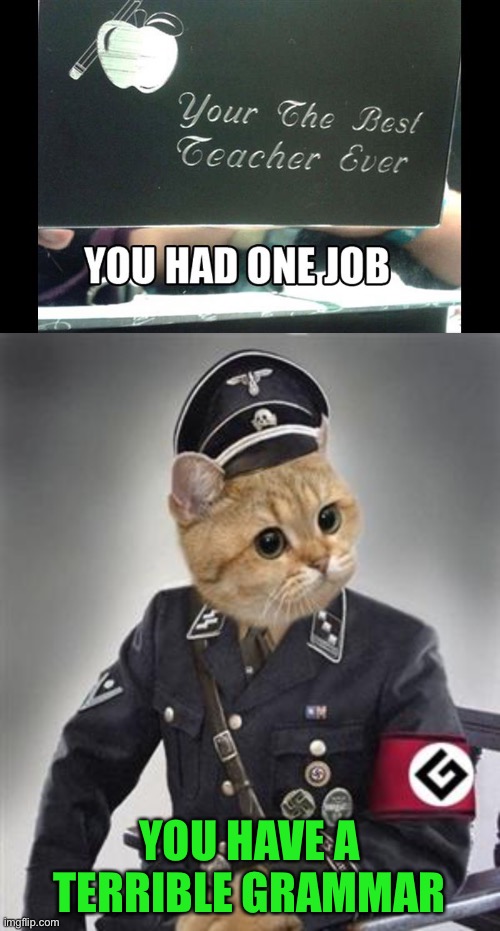 I'm sure they meant "you're" | YOU HAVE A TERRIBLE GRAMMAR | image tagged in grammar nazi cat | made w/ Imgflip meme maker