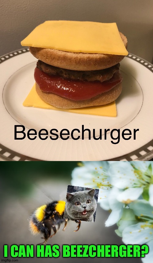 Why did I turn cheezburger into a bee? | I CAN HAS BEEZCHERGER? | image tagged in funny | made w/ Imgflip meme maker
