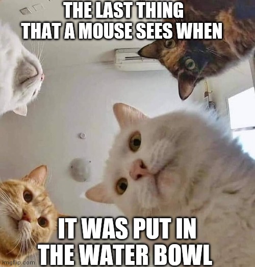 Bye-Bye, mouse | THE LAST THING THAT A MOUSE SEES WHEN; IT WAS PUT IN THE WATER BOWL | image tagged in cats | made w/ Imgflip meme maker