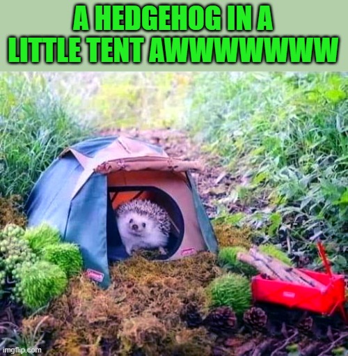 A HEDGEHOG IN A LITTLE TENT AWWWWWWW | made w/ Imgflip meme maker